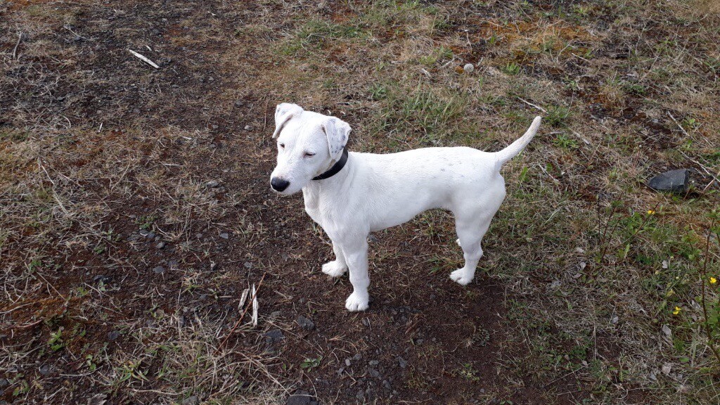 dogo argentino for sale gumtree